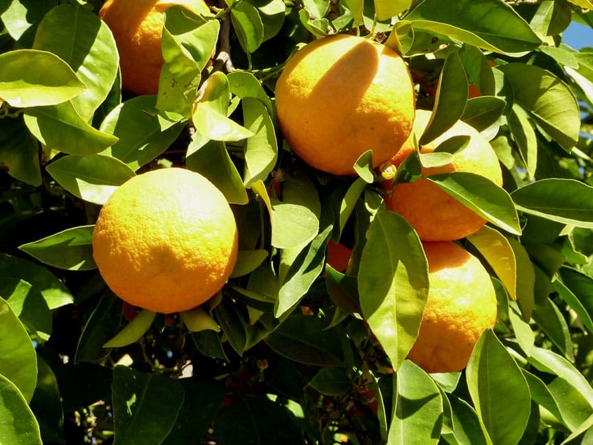 Citrus  Aurantium (สารสกัดจากส้ม)

